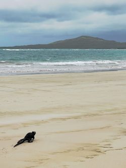 Hostal en la playa de Isabela Galapagos